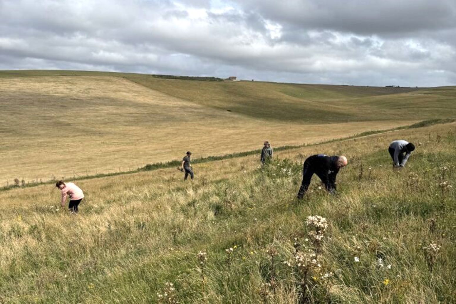 Wildflower seed collection at Eden Project Partnership in Sussex