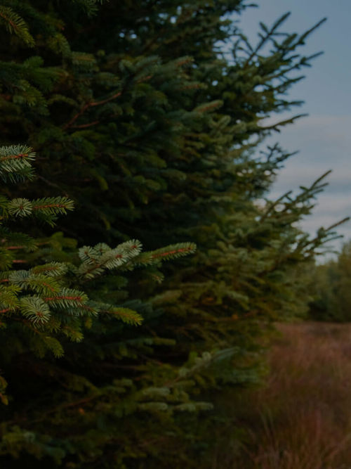 Woodland carbon and the UK ETS: a critical juncture for natural capital policy